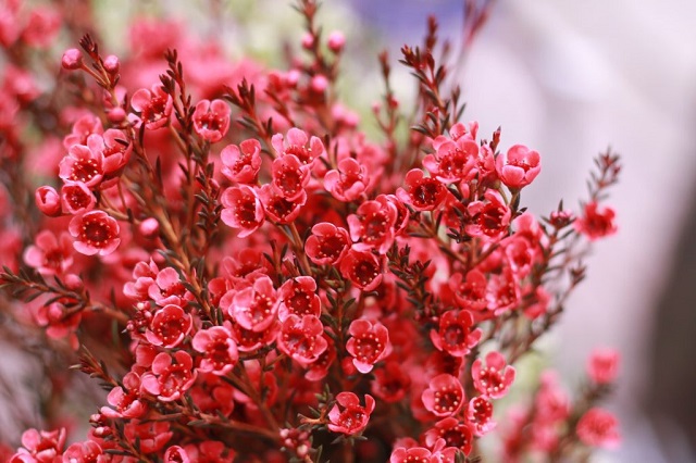 Hoa Thanh Liễu đỏ mang nét đẹp đơn giản nhưng không kém phần quyến rũ