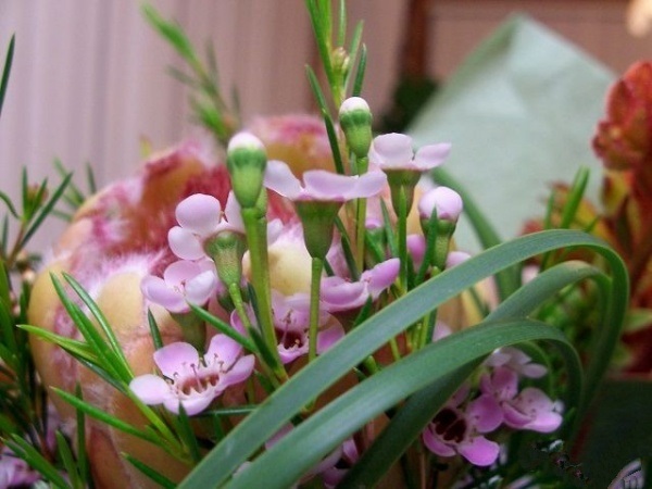 Hoa Thanh Liễu được tận dụng nhiều trong cắm hoa nghệ thuật