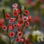 Hoa thanh liễu đỏ mang ý nghĩa tốt đẹp cho mỗi dịp đầu năm mới