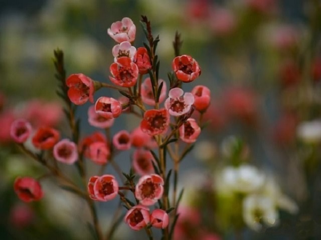 Hoa thanh liễu đỏ loét đem chân thành và ý nghĩa chất lượng tốt đẹp mắt cho từng cơ hội đầu xuân năm mới mới