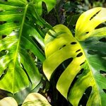 Monstera Deliciosa Aurea Variegata