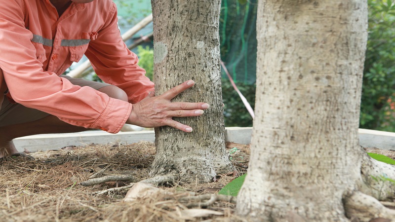 Cách trồng và chăm sóc cây mộc hương