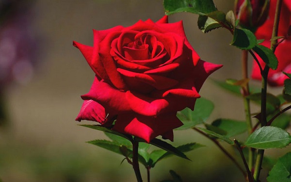 Hoa hồng đỏ sẽ có ý nghĩa khác nhau tùy thuộc vào sắc độ