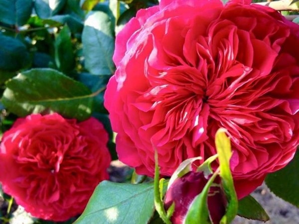 Hoa hồng đỏ Pháp Rouge Royale rose