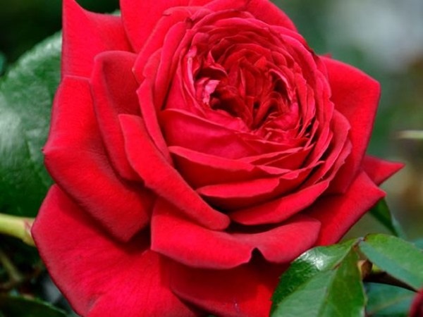 Hoa hồng đỏ Pháp Republique de Montmartre