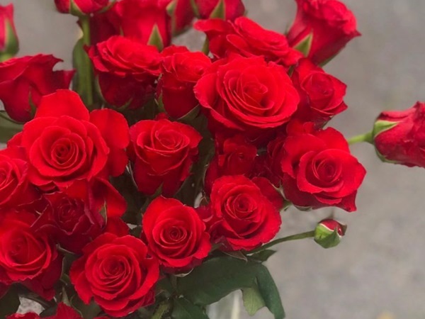 Hoa hồng đỏ Đà Lạt được ưa chuộng hiện nay