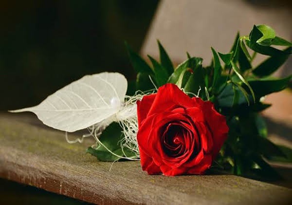 Hoa hồng đỏ từ ngàn năm nay đã gắn liền với ý nghĩa về tình yêu, sự đam mê