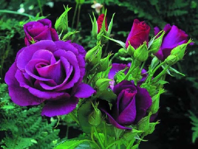 Hoa hồng tím trong tình yêu tượng trưng cho sự vĩnh cửu