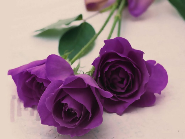 Hoa hồng tìm được người Ai Cập cổ xem như biểu tượng của sự vinh quang, may mắn