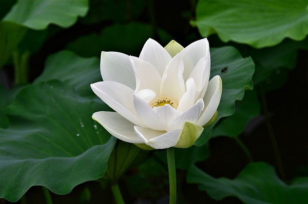 Hoa sen trắng mang ý nghĩa tượng trưng cho nét đẹp thanh cao, bình dị