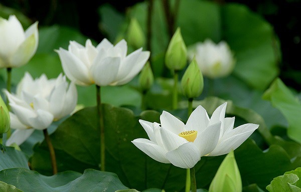 Hoa sen trắng trong phong thủy mang nguồn năng lượng tích cực giúp điều hòa vượng khí
