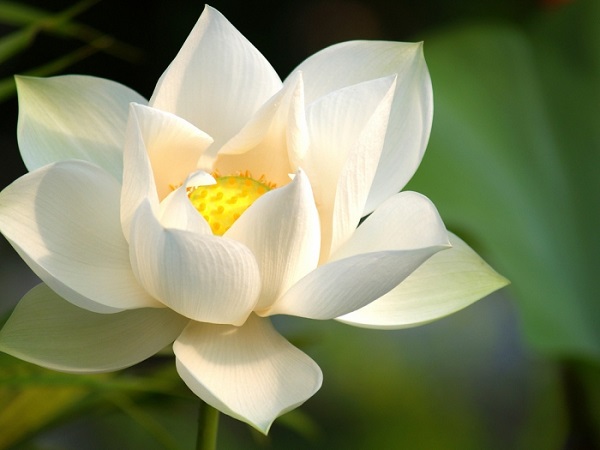 Hoa sen trắng có nhiều đặc điểm nổi bật dễ nhận dạng