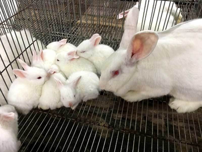 Nông dân nuôi thỏ bán thẳng qua Nhật, thu tiền tỷ mỗi năm