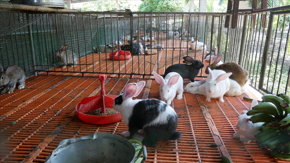9x bỏ nghề kỹ sư về vườn nuôi thỏ ngoại