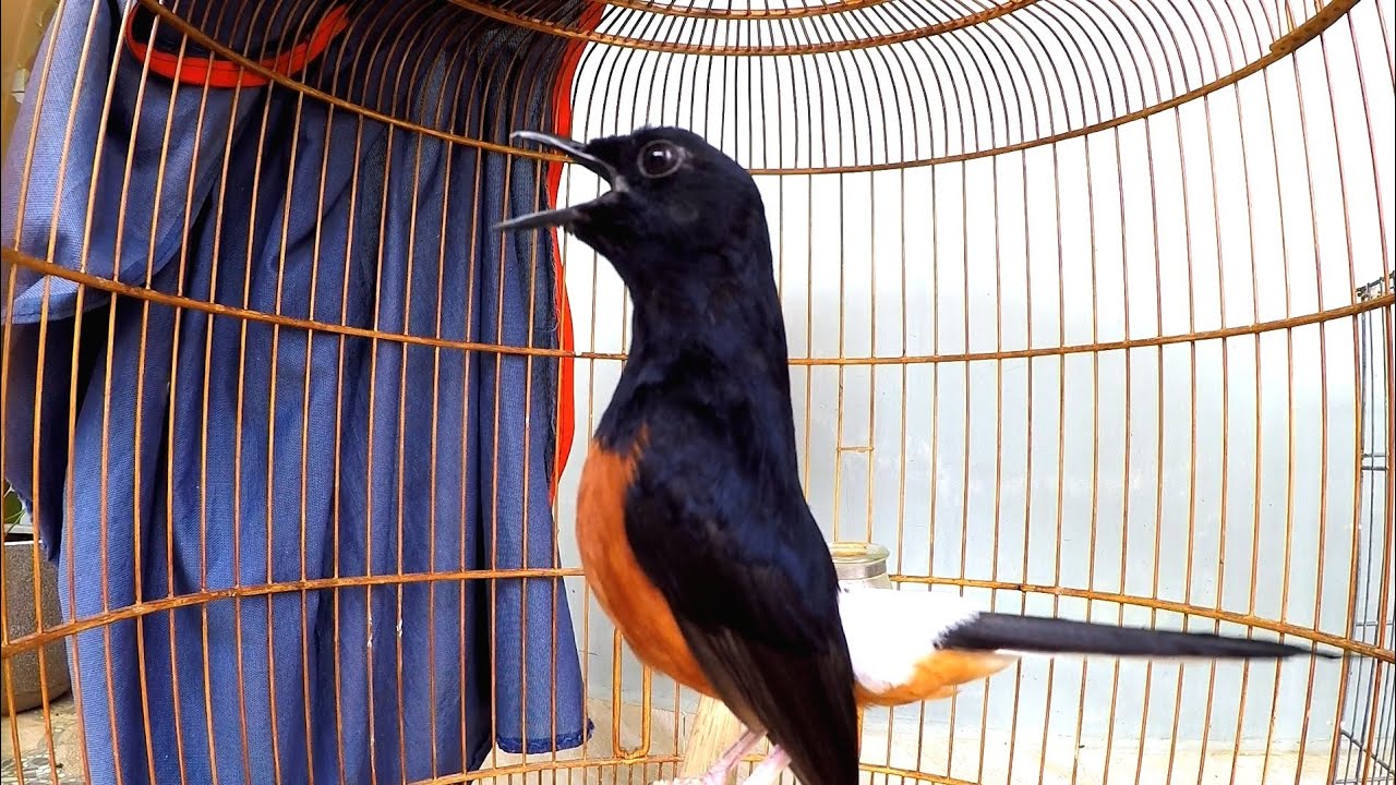 Chim chích chòe lửa – Cách nuôi, nguồn gốc và đặc điểm