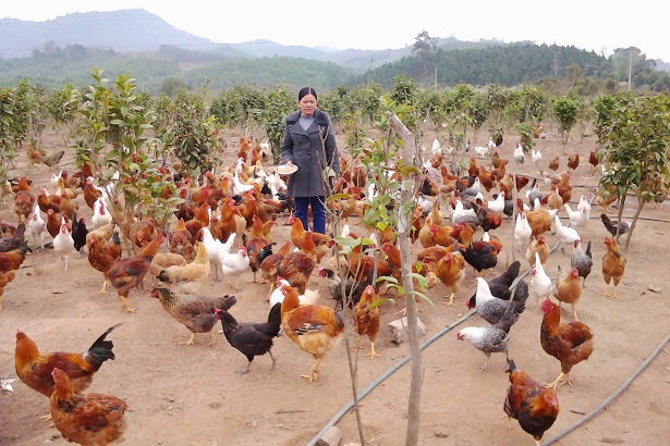 Một số mô hình chăn nuôi gà hiệu quả ở Việt Nam