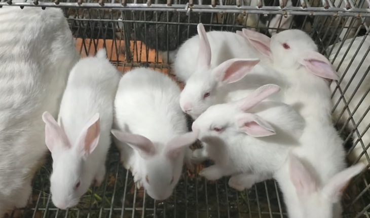 Kỹ thuật nuôi thỏ sinh sản – điều cơ bản cần nắm vững - Nuôi trồng