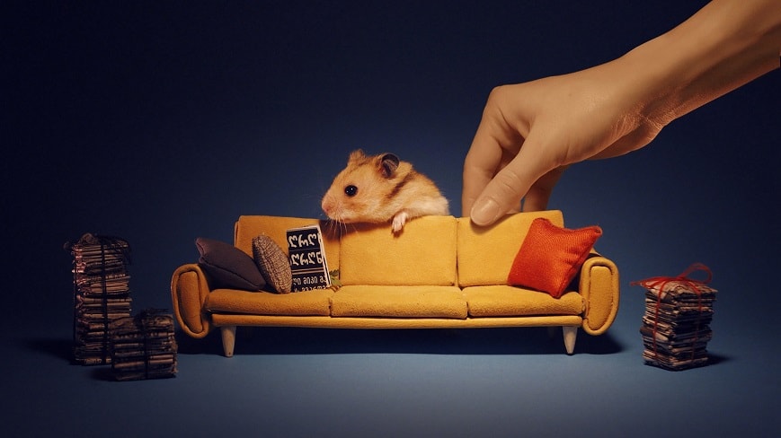 Cách nuôi chuột Hamster (cho mọi loại) khỏe mạnh & sống lâu
