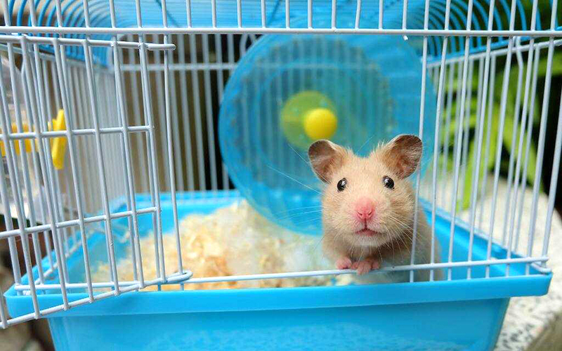 Chi tiết cách nuôi hamster cho người mới tập nuôi
