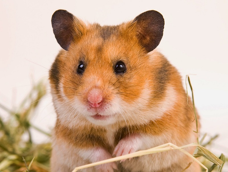 Hướng dẫn nuôi chuột Hamster từ A - Z - Mypet App - Ứng dụng cho thú cưng