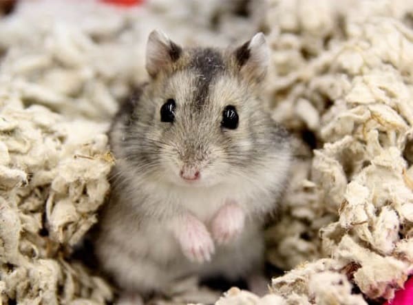 Chuột Hamster Campell: Cách nuôi, Giá bán, Nơi mua uy tín
