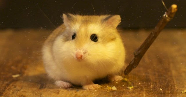 Hướng dẫn chi tiết cách nuôi chuột Hamster cho người mới bắt đầu