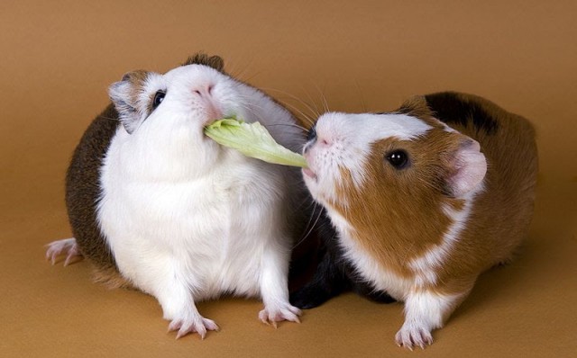 Hướng dẫn chi tiết cách nuôi chuột Hamster cho người mới bắt đầu