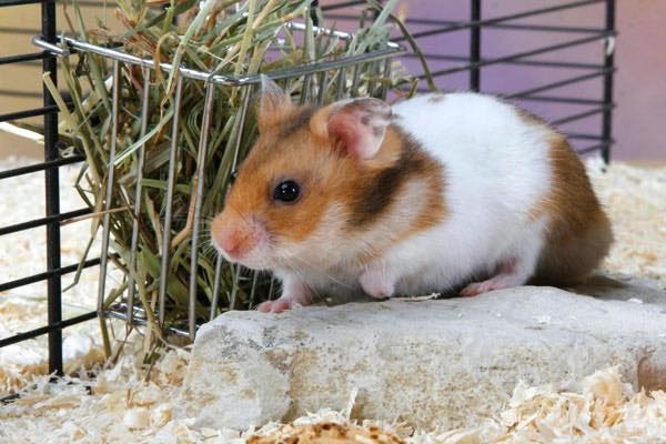 Chuột Hamster - Cách nuôi, chăm sóc và một số sự thật thú vị - 3
