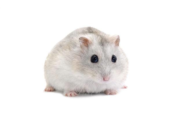 Chuột Hamster - Cách nuôi, chăm sóc và một số sự thật thú vị - 6