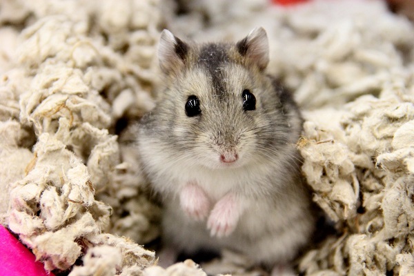 Chuột Hamster - Cách nuôi, chăm sóc và một số sự thật thú vị - 7