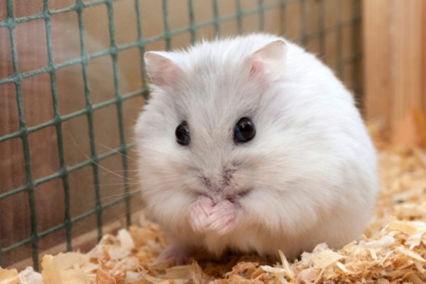 Chuột Hamster - Cách nuôi, chăm sóc và một số sự thật thú vị - 1