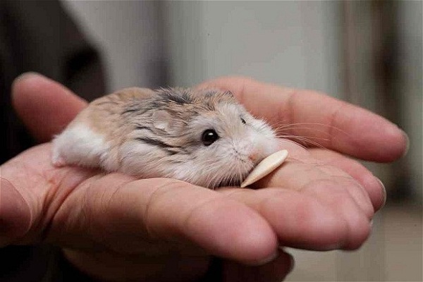 Chuột Hamster - Cách nuôi, chăm sóc và một số sự thật thú vị - 4