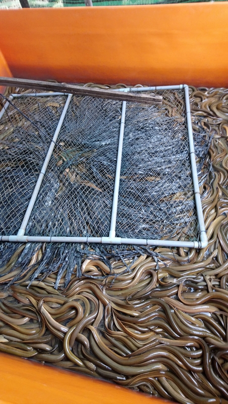 Hiệu quả mô hình nuôi lươn không bùn - Vĩnh Long Online