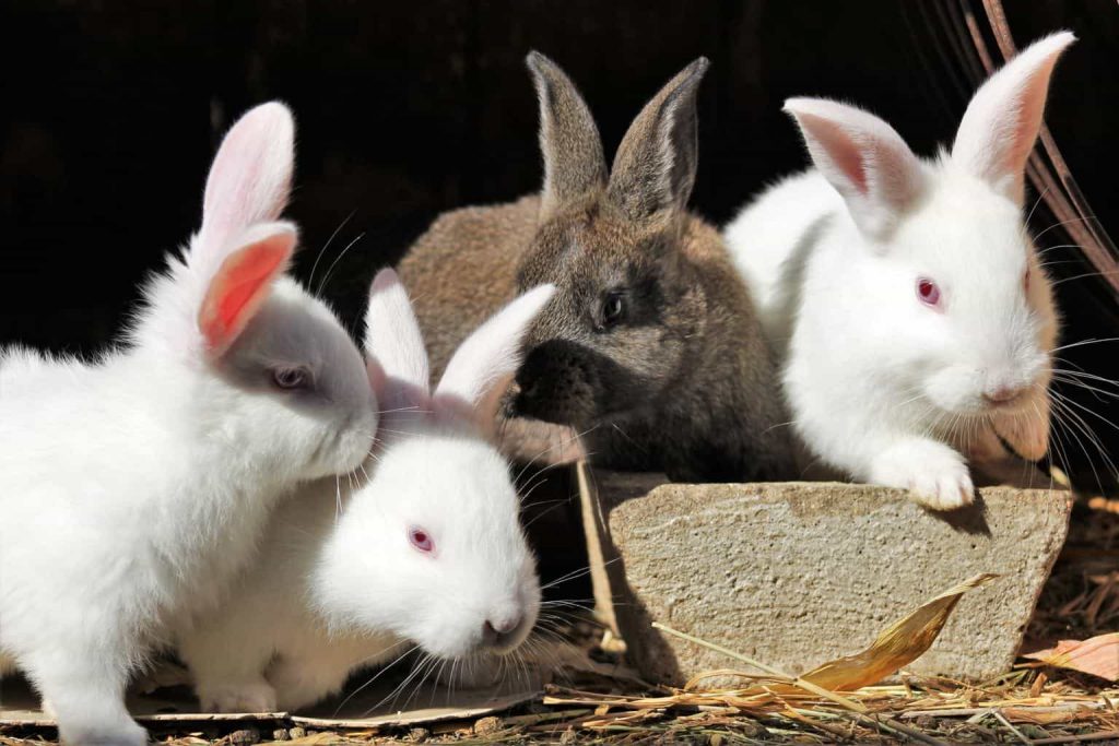 Nuôi Thỏ (các giống thỏ, cách nuôi và chăm sóc) - AZ Farming