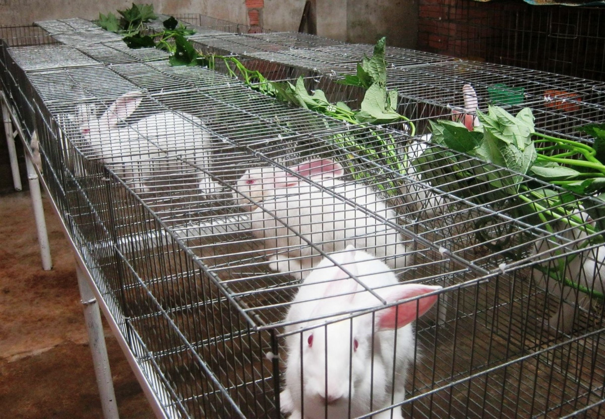 Học cách nuôi thỏ và vệ sinh chuồng thỏ đúng phương pháp