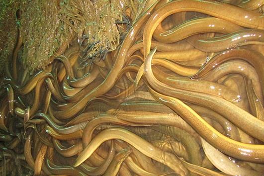 thành công với mô hình nuôi lươn không bùn - Cá giống Trường phát - TP AQUA  GROUP