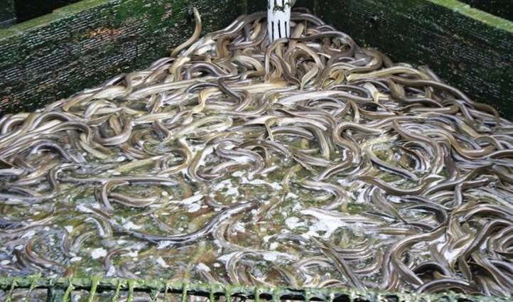 Kỹ thuật nuôi Lươn không bùn tại nhà - Niên Giám Nông Nghiệp