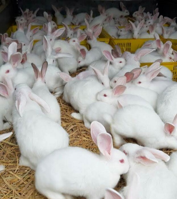 Thu tiền tỷ từ nuôi thỏ nhập khẩu sinh sản