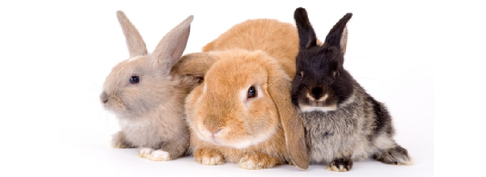 Chuẩn bị nuôi thỏ kiểng cho người mới bắt đầu - Lolipet - Chuyên chuột  hamster , chó cảnh , mèo cảnh , nhím cảnh , thỏ cảnh