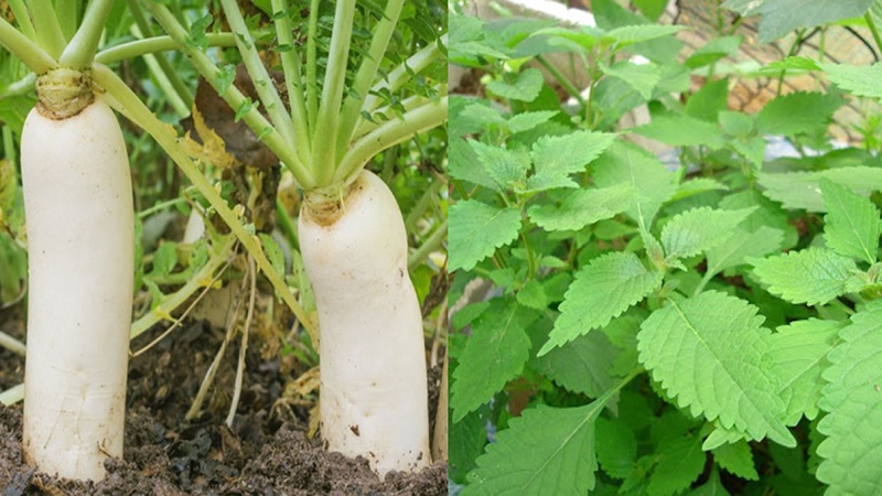 Rau khinh giới không nên trồng gần củ cải trắng