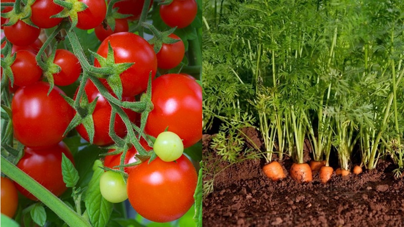 Cà chua và cà rốt trồng gần nhau sẽ tối đa hóa được lợi ích