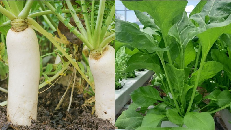 Cải bó xôi sẽ phát triển xanh tươi nếu như trồng gần củ cải