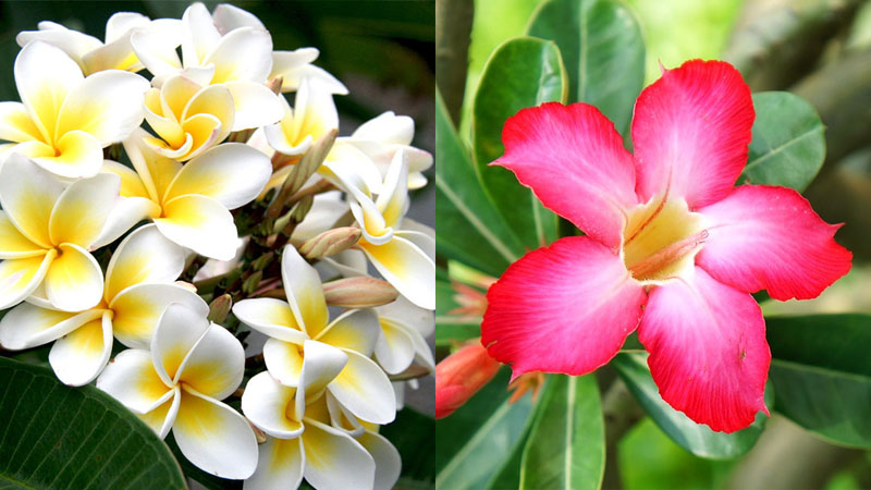 Hoa sứ có hai màu chủ yếu là trắng và hồng đỏ