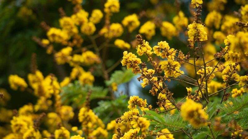 Cận cảnh màu vàng tươi tắn của hoa