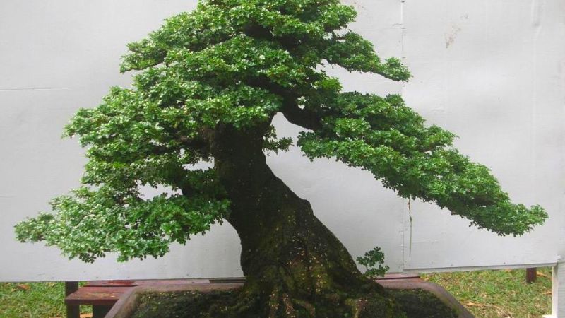 Cây duối bonsai dáng cổ thụ đẹp mắt