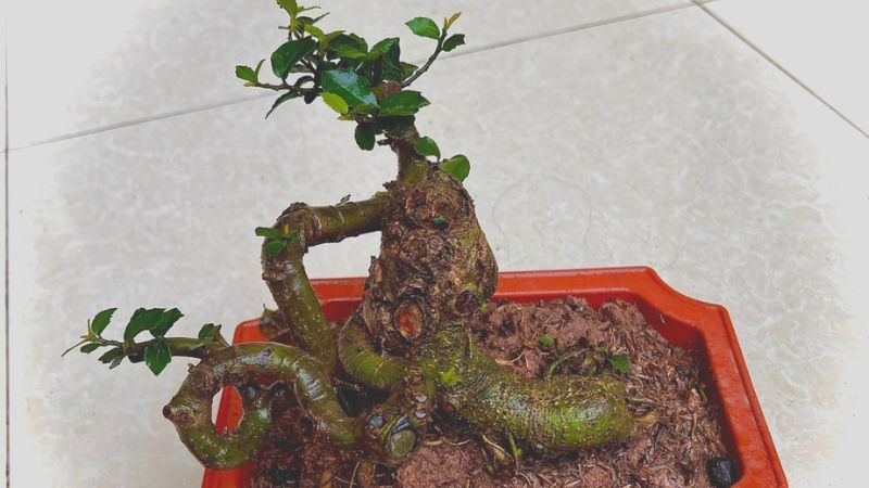 Cây duối bonsai nhỏ nhắn với dáng uốn đẹp mắt