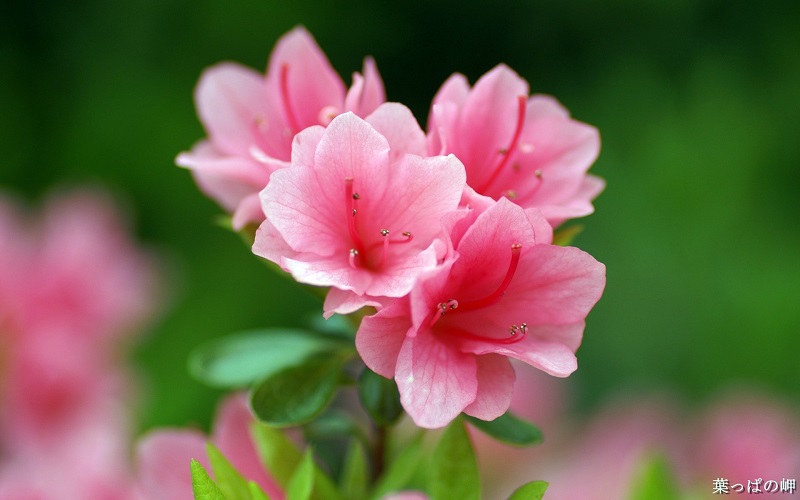 Hoa đỗ quyên là quốc hoa của đất nước Nepal