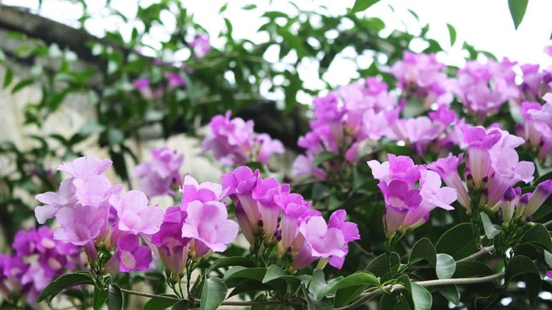 Hoa lan tỏi với màu tím rực rỡ