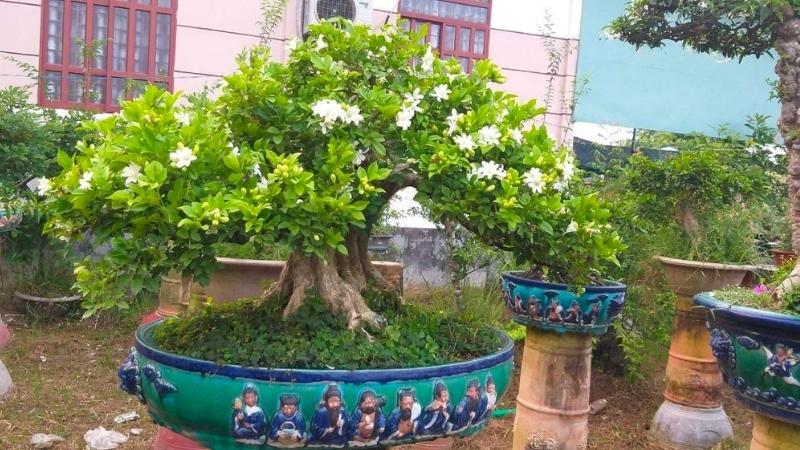 Cây nguyệt quế bonsai