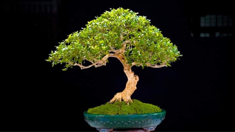 Cây nguyệt quế bonsai có dáng đẹp